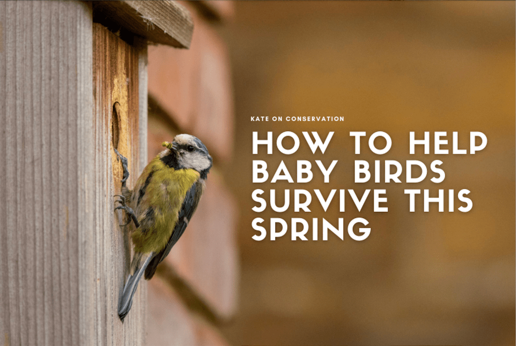 How one may help child birds survive this spring