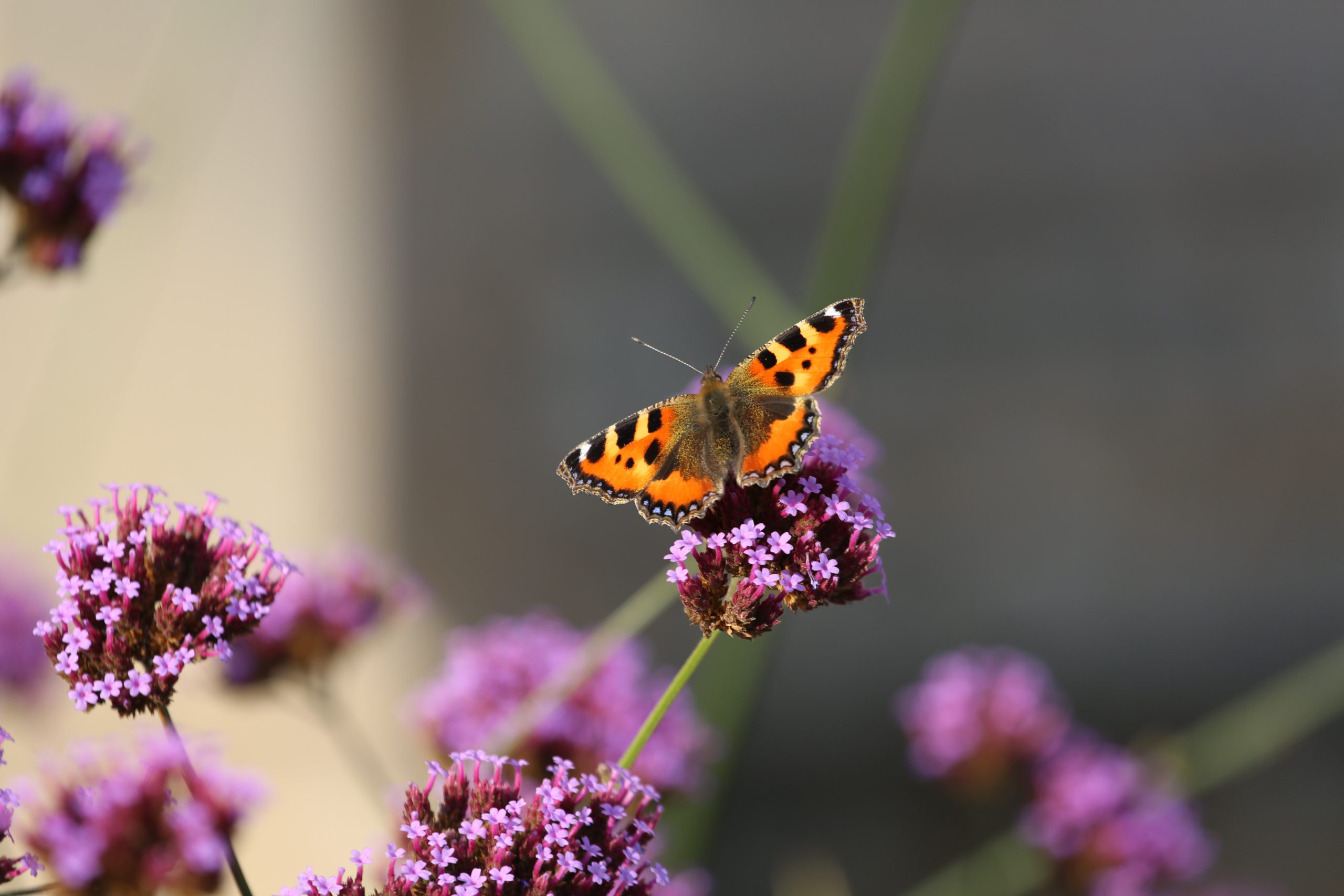 Prime 5 methods to draw butterflies to your yard