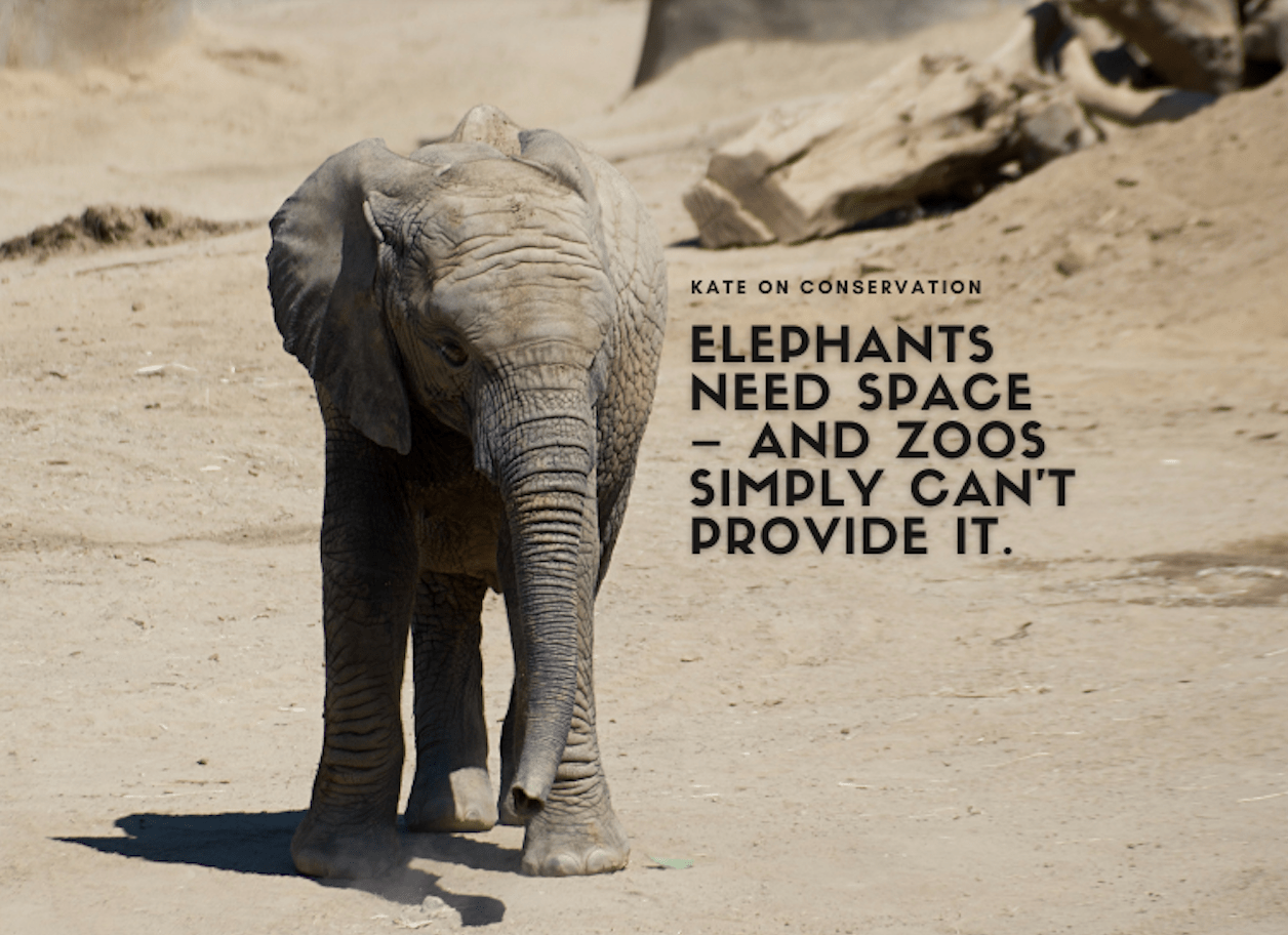 Elephants Want Dwelling – and realistically, zoos merely can’t present it.