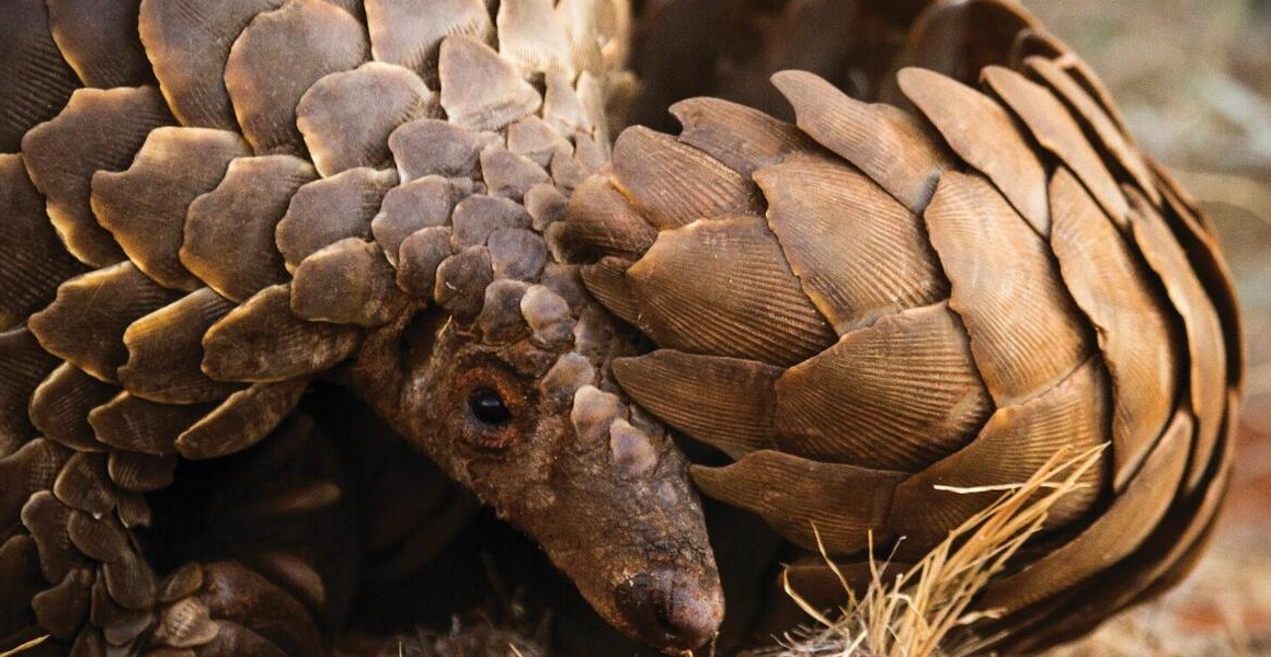 Talking up for pangolins through work and expertise