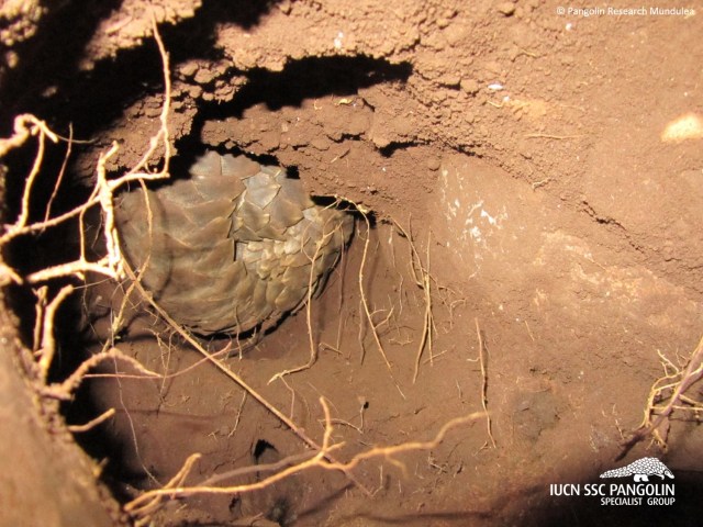 pangolin underground