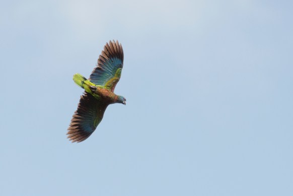 A-St-Lucian-parrot