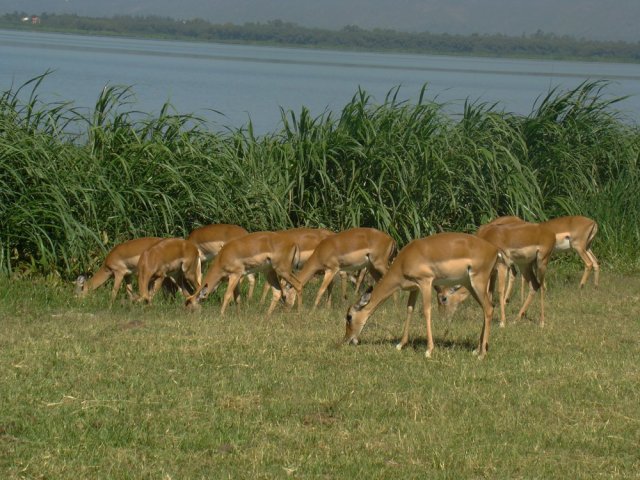 Antelope-in-Kenya