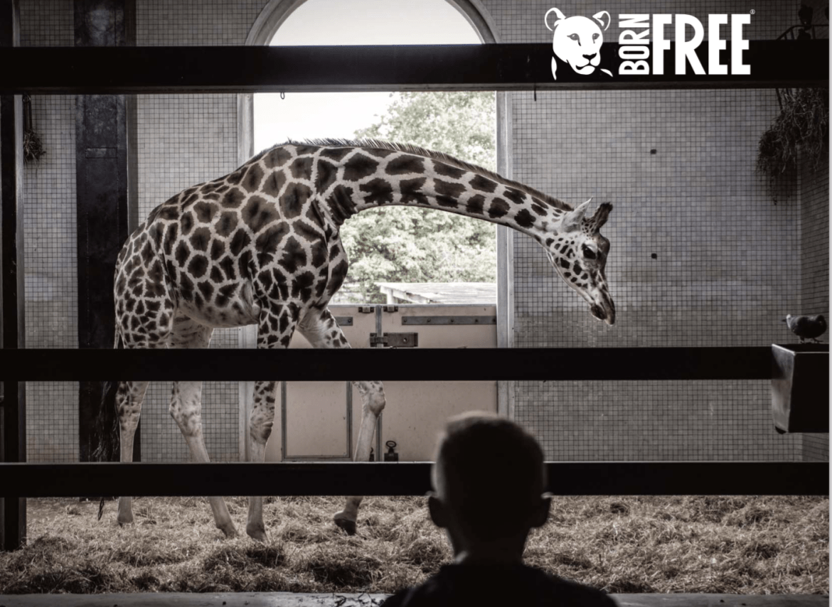 giraffe in captivity born free report