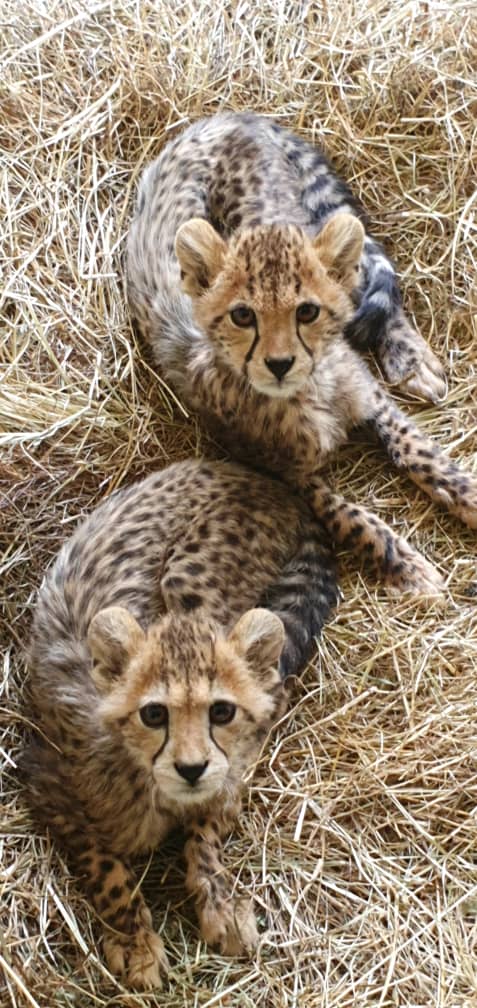 Two-Cheetah-Cubs-April-2020