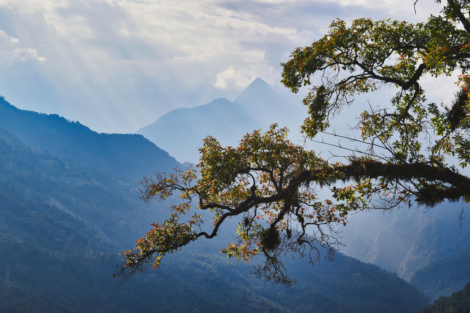 Sikkim in India is probably certainly one of many world’s greatest locations for birding. On account of this.