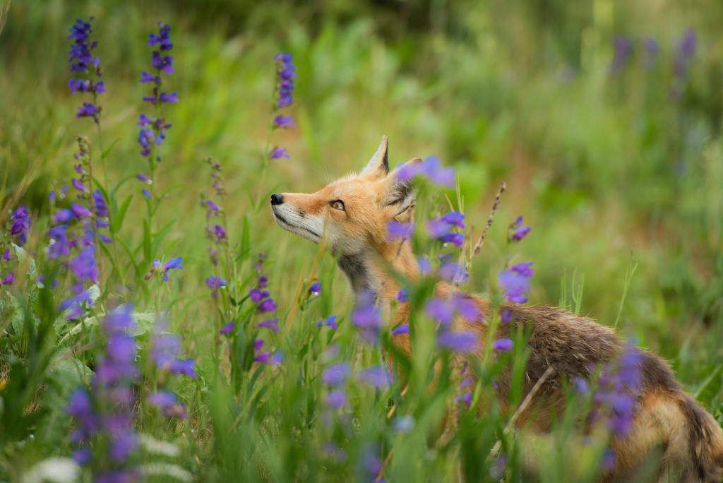 Tips on how one can care in your native foxes