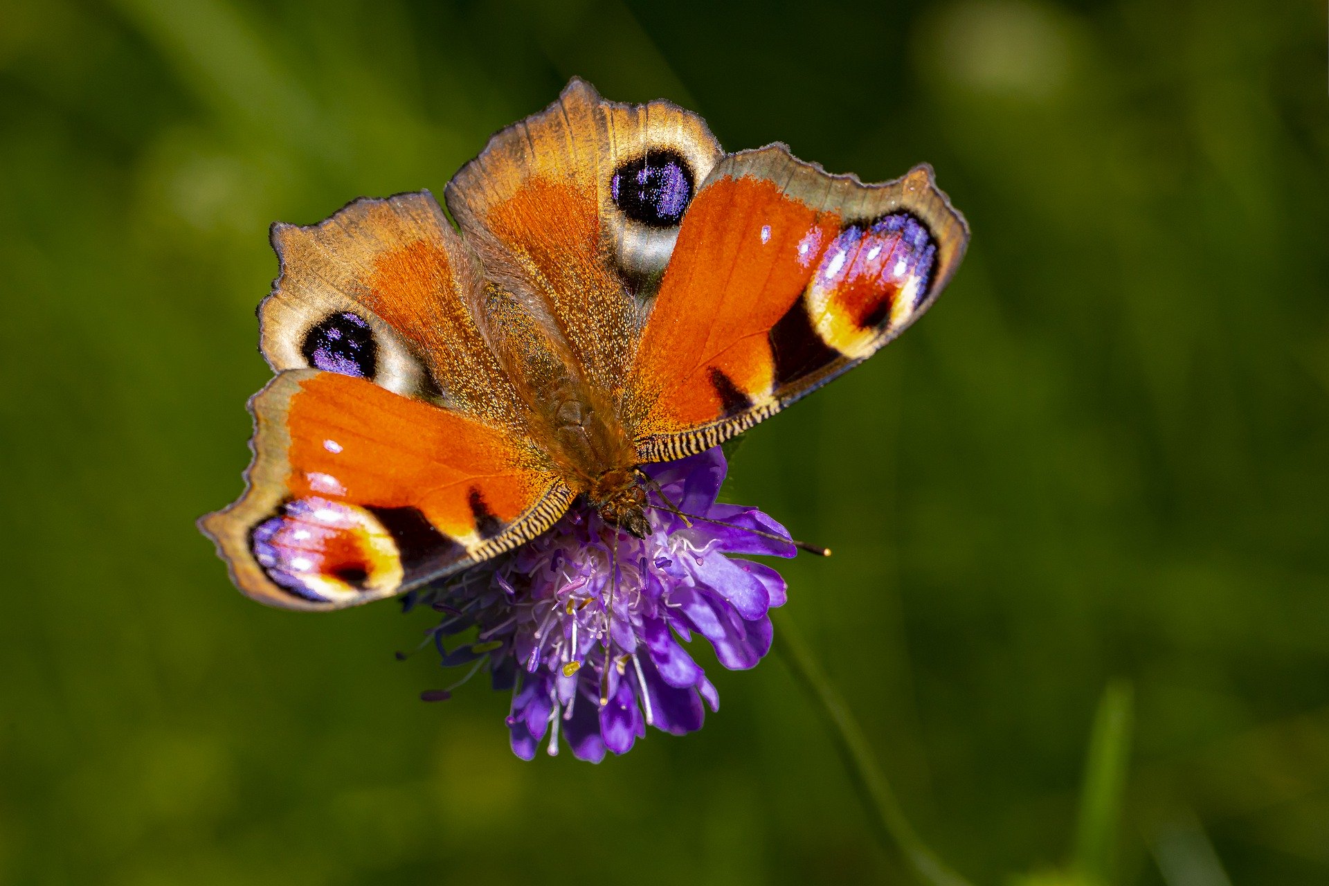 The Largest Methods To Convey Pollinators To Your Yard