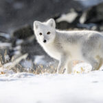 Consideration-grabbing details about Arctic foxes