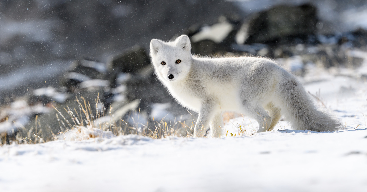 Consideration-grabbing details about Arctic foxes