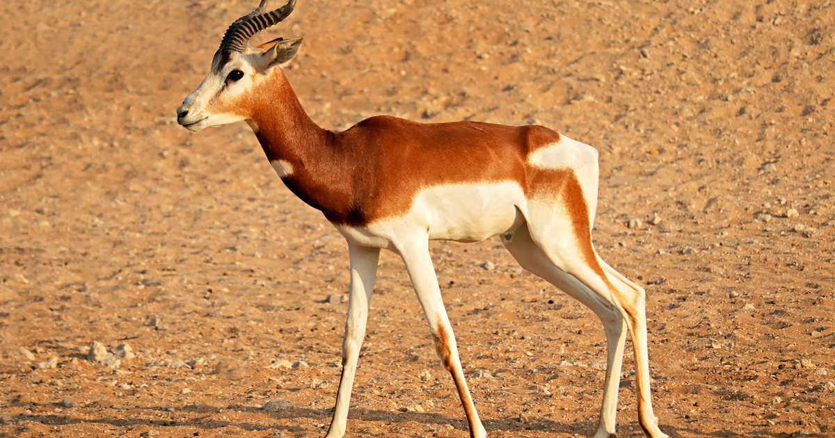 AntelopesThere are over 90 antelope species. Research additional regarding the fully totally different species of antelopes, along with their habitats, look, behaviour, and conservation standing.See additional