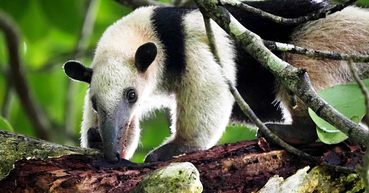 AnteatersFind out additional regarding the 4 species of anteaters, along with the big anteater, the southern tamandua, the northern tamandua, and the silky anteater.See additional