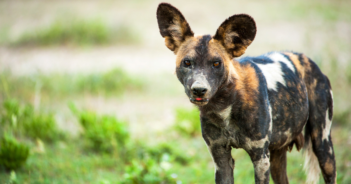 African Wild Canine Particulars: Meals plan, Habitat, & Conservation