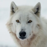 Arctic Wolves: Consuming routine, Habitat, Threats & Totally different Data