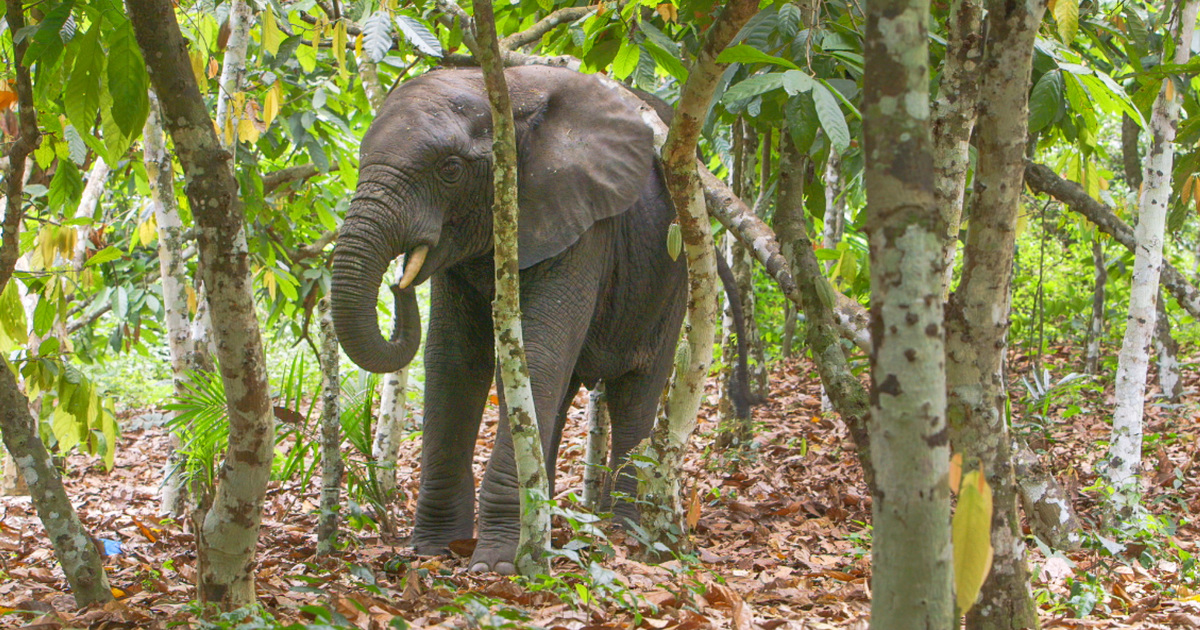 African forest elephant: threats and conservation