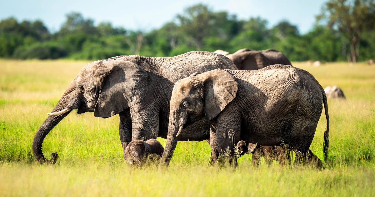 Meet the African savannah elephant (African bush elephant)