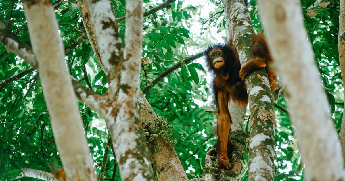 Good Apes and Lesser Apes Conservation Information