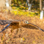 Birds of prey information and conservation standing