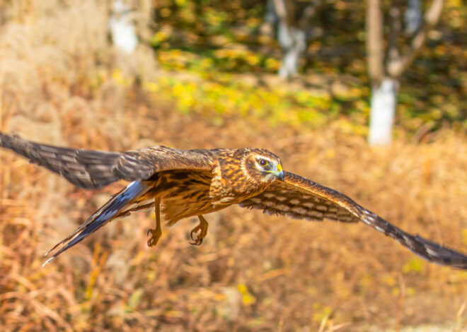 Birds of prey information and conservation standing