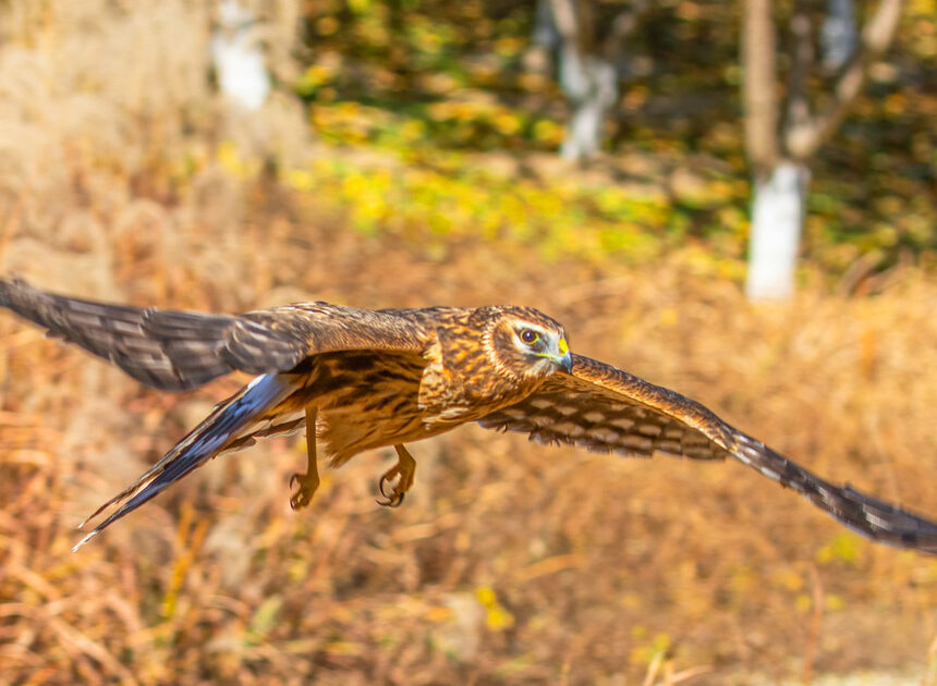 Birds of prey information and conservation standing