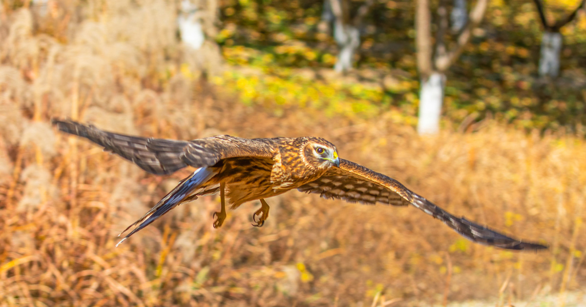 Birds of prey information and conservation standing