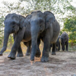 Asian Elephant Particulars: Conservation Standing, Habitat & Meals routine