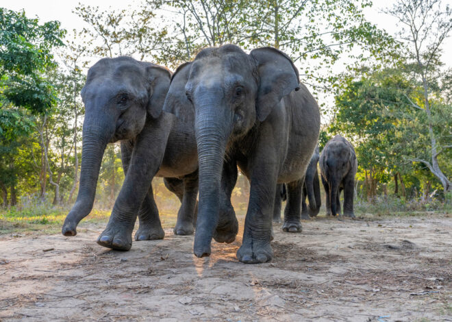 Asian Elephant Particulars: Conservation Standing, Habitat & Meals routine