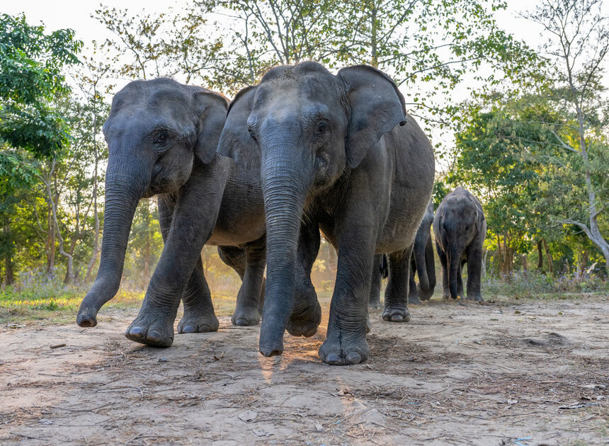 Asian Elephant Particulars: Conservation Standing, Habitat & Meals routine