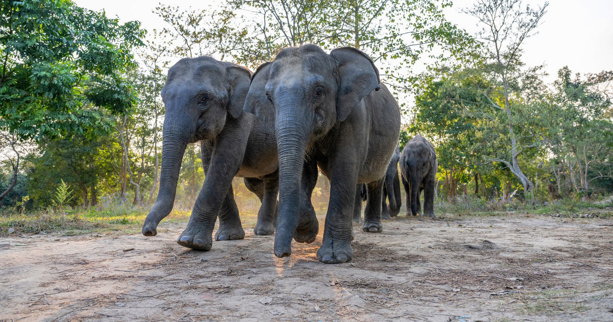 Asian Elephant Particulars: Conservation Standing, Habitat & Meals routine