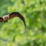 Info About Bats: Habitat, Meals plan, And Conservation