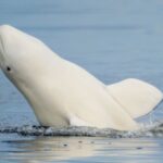 Beluga whales: Particulars, threats, and conservation