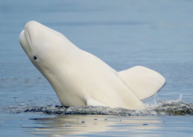 Beluga whales: Particulars, threats, and conservation