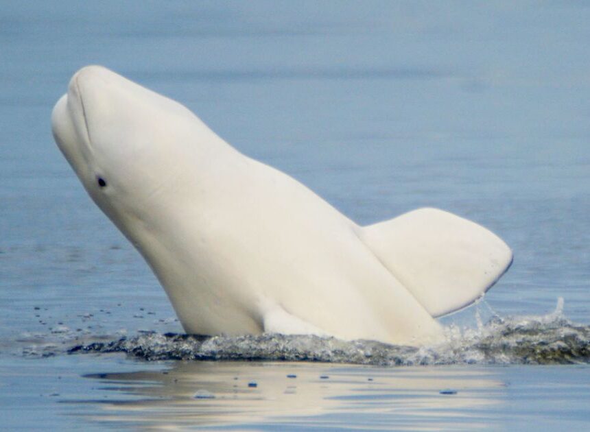 Beluga whales: Particulars, threats, and conservation