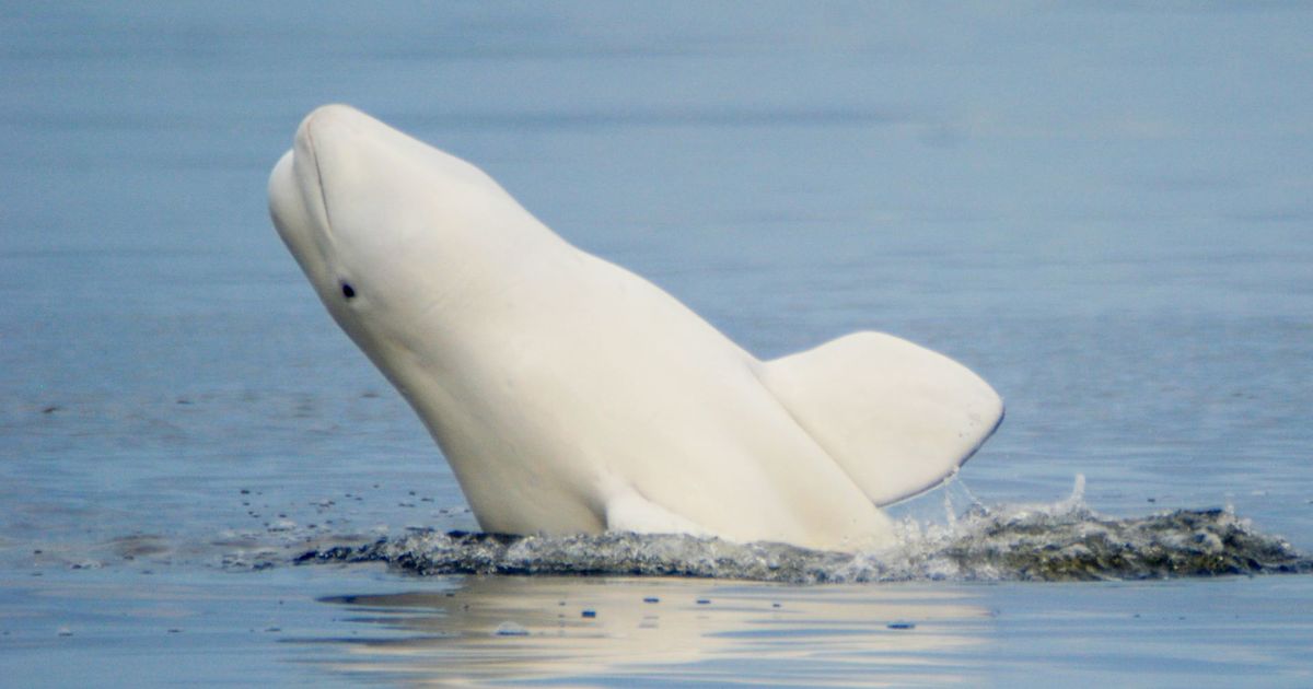 Beluga whales: Particulars, threats, and conservation