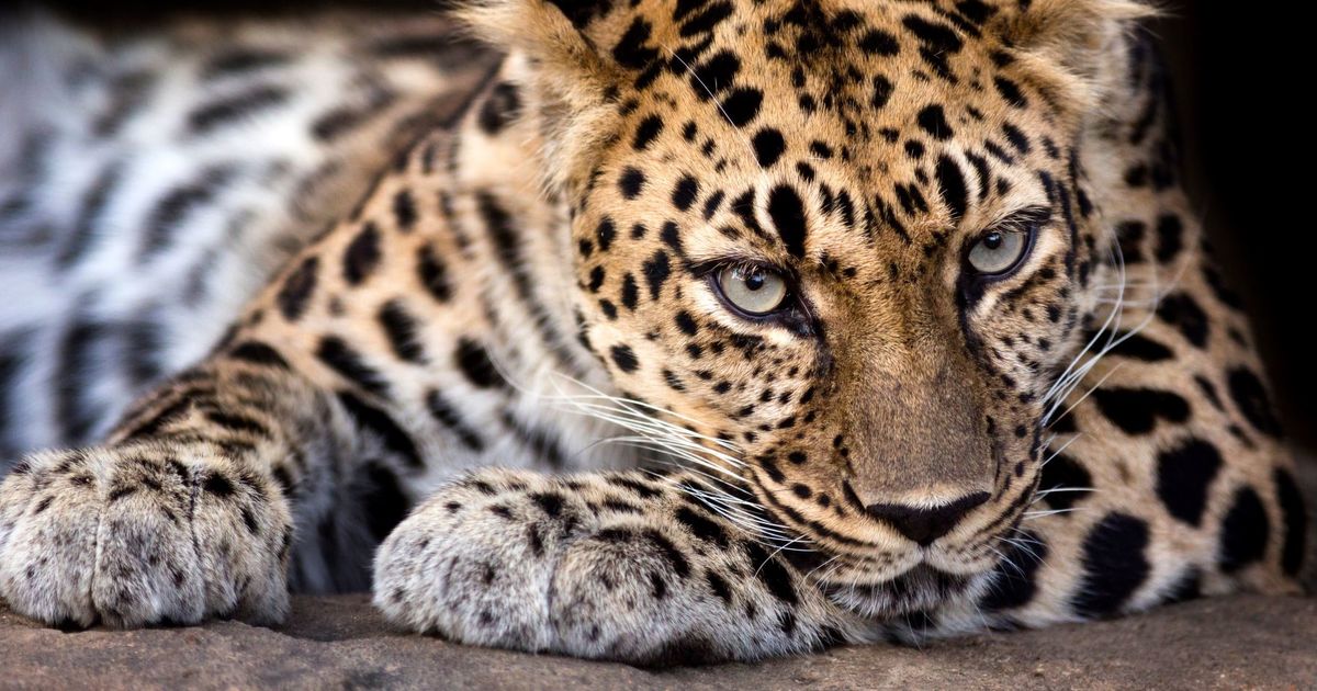 Fascinating data about Amur leopards